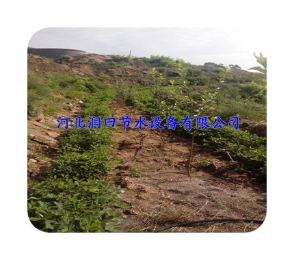 广东吴川市果树滴灌节水设备 压力补偿式滴头 滴灌技术
