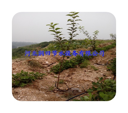 广东廉江市小管出流技术,果树小管出流,果树灌溉