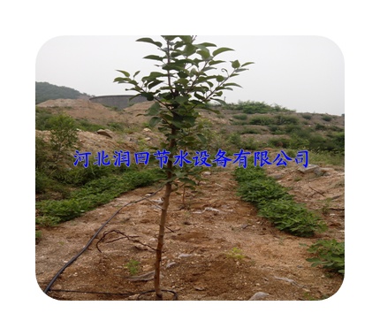 广东增城市果树滴灌 优质小管出流稳流器毛管价格 采购