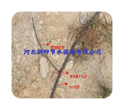 广东廉江市小管出流技术,果树小管出流,果树灌溉