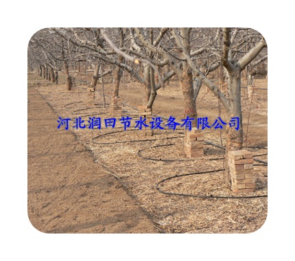 广东从化市果树灌溉节水系统 小管出流