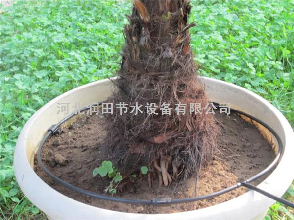 广东中山市优质荔枝果树滴灌 果树滴灌图片 市场价格