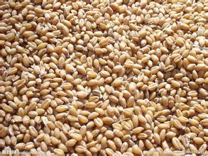 大量采购玉米、高粱、小麦、糯米、碎米、大麦