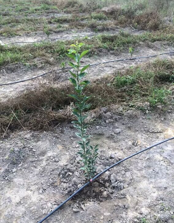 兴山离心网式过滤器厂家小管出流系统|小管出流价格