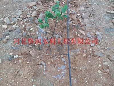 苍溪:雪梨果树滴灌设备|果树水肥一体化