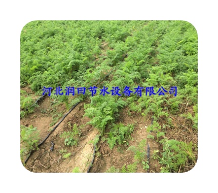 廊坊市固安县省心采用膜下滴灌|农民好帮手