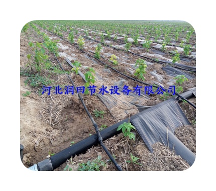 秦皇岛出售膜下滴灌|迷宫滴灌带