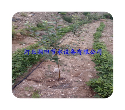 小管出流|果树滴灌施肥--眉山市供应