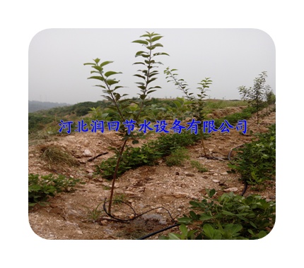 小管出流|果树滴灌方式--眉山市供应