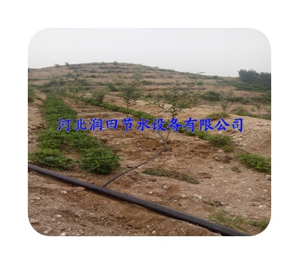 绵阳市种类齐全的小管出流|果树滴灌