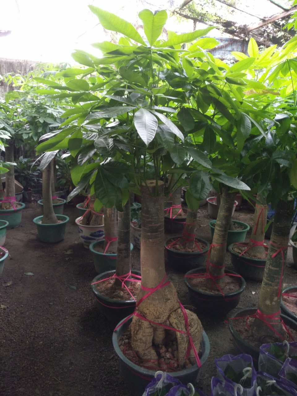 泉州大型花卉出租 泉州大型花卉植物出租 美尚供