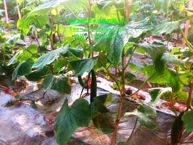 厂家直销/廊坊蔬菜滴灌/滴灌管/图片