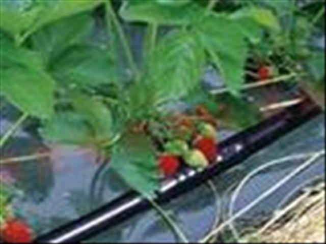 石家庄西瓜重力滴灌管型号/蔬菜滴灌设备大全