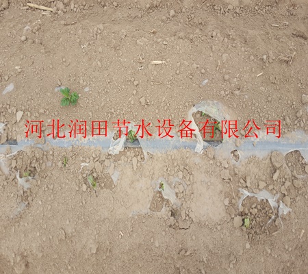 鹤壁市浚县滴管带专业快速免费安装膜下滴灌
