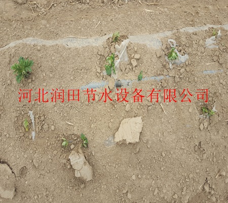 濮阳市清丰县地区长期供应膜下滴灌/PE滴灌带