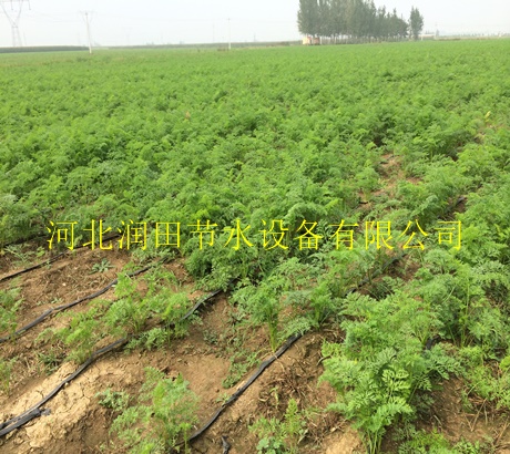 大田滴灌带|软带价格|南阳市滴灌带农业合作社