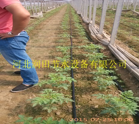 三门峡市大田蔬菜优质贴片滴水带价格|厂家直销