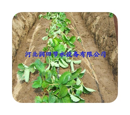 北京顺义区农田蔬菜灌溉滴水管 厂家特价直销