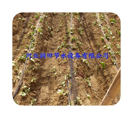 北京东城区蔬菜大棚滴水管价格低廉|质量可靠|咨询热线