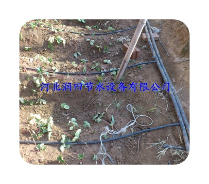 北京昌平区适应现代农作物 高产|高效|优质滴水管