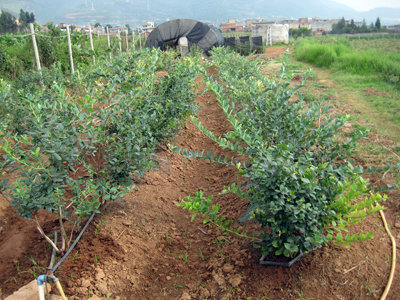 北京朝阳区大棚番茄滴灌价格|价格低廉