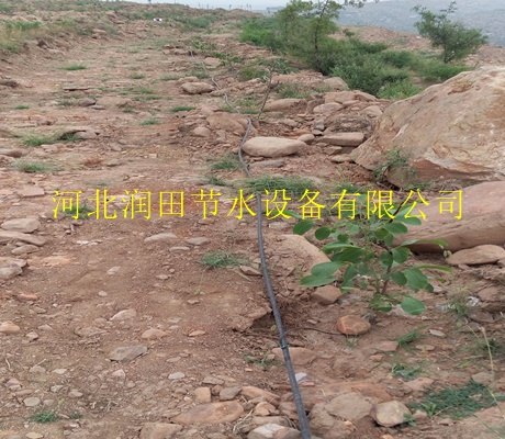 小管出流_果树滴灌系统|钦州市浦北县农民的好帮手