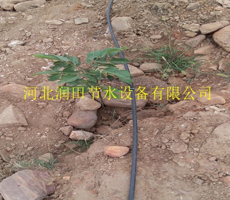 钦州市浦北县苗木灌溉设备|小管出流厂家直销