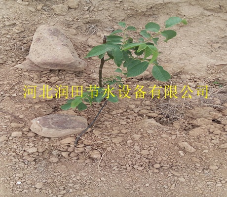 河北润田节水滴灌项目|果树滴灌毛管