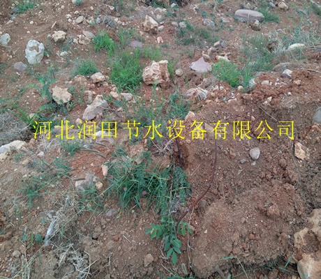 河北润田节水核桃树滴灌|果树滴灌PE管
