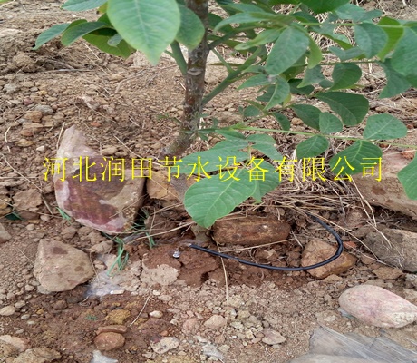 河北润田邢台新河县滴灌设备|果树滴灌PE管