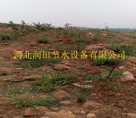 眉山市脐橙果树专用滴灌管|优质小管出流厂家直销