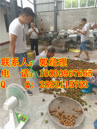 长垣核桃去皮机，长垣最简便的核桃去皮机，长垣去皮机