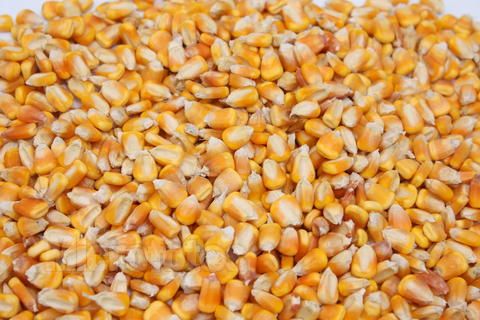 五粮液酒厂长期采购玉米、高粱、大（糯）米、大豆、稻谷等原材料