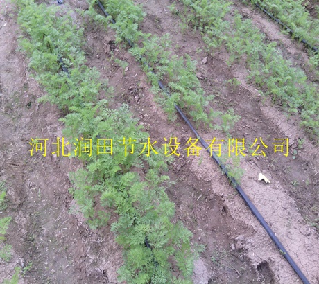 供应绿化灌溉微滴带|呼伦贝尔市直销滴灌带