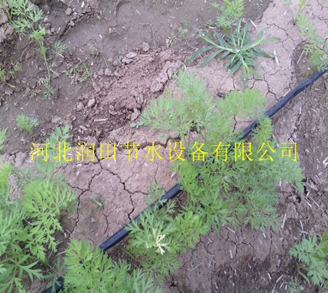 鄂尔多斯市滴灌带工程|扁平滴灌带图片