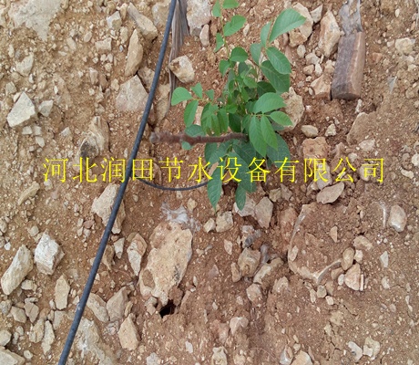 白银市白银区园林绿化灌溉果树滴灌技术|紊流器灌溉优势