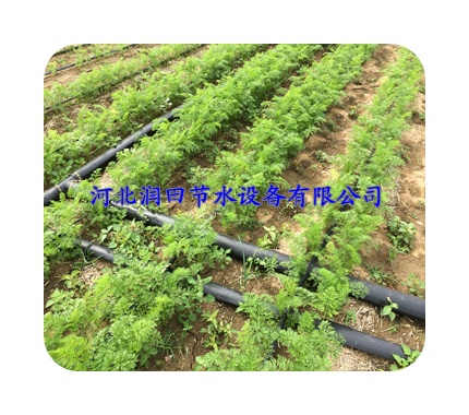 山西太原大棚蔬菜【西红柿香菜】贴片式滴水带 价格实惠