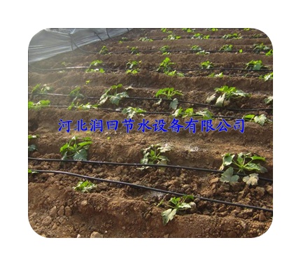 蔬菜滴灌质量保证--孝感市大悟县供应