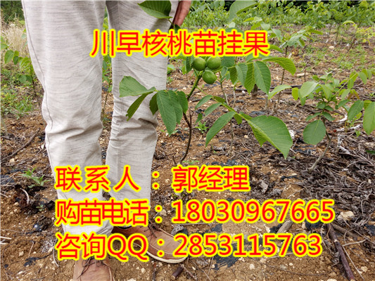 三台大面积种植基地，三台核桃苗培育基地，三台核桃苗品种