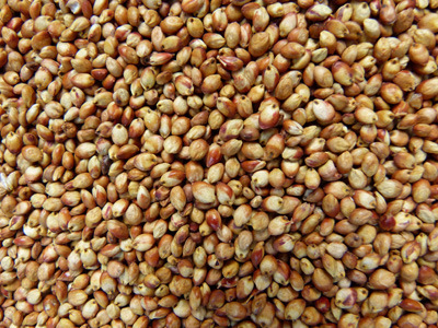 采购玉米、高粱、小（曲）麦、大（糯）米、大豆等原材料