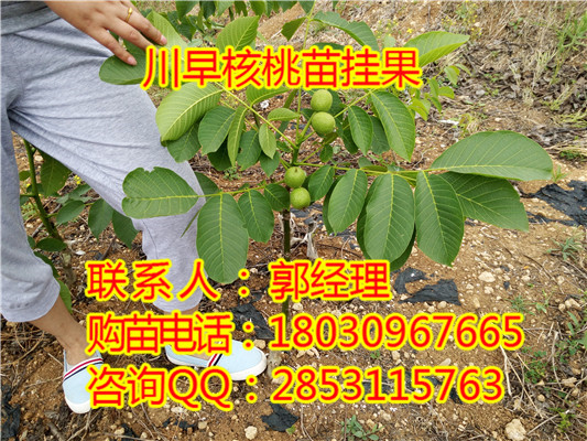 川早2号核桃苗	核桃苗种植基地	嫁接核桃苗基地