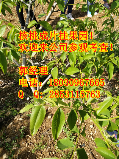 陕西早实核桃苗品种