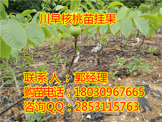 麻江川早核桃果子质量，麻江就选择川早
