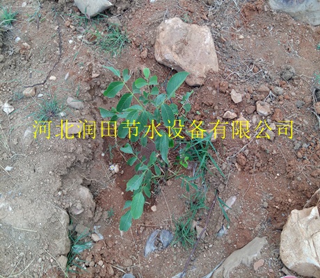 甘肃果树水管/百亩地山地果园工程设计安装