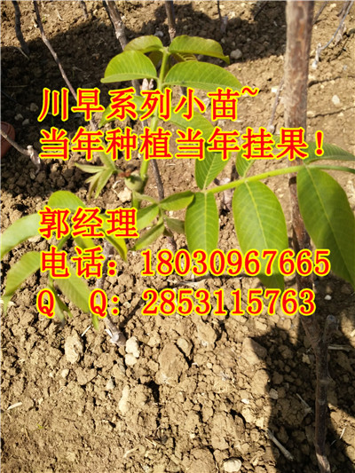 川早2号品种是从什么地方引进的