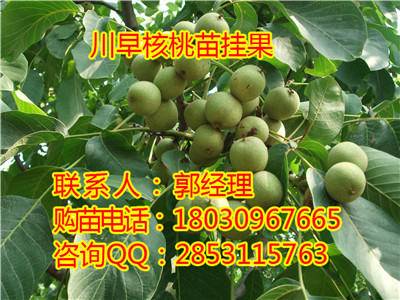 川早2号核桃苗挂果园