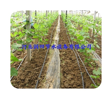廊坊文安县滴灌系统|葡萄滴灌黑管|蔬菜滴灌PE管