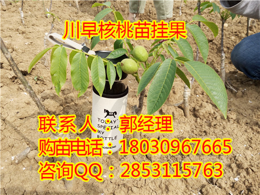 川早核桃苗培育基地