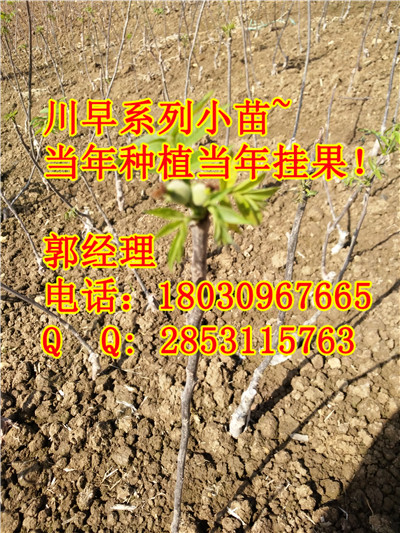 川早2号核桃苗果实存储