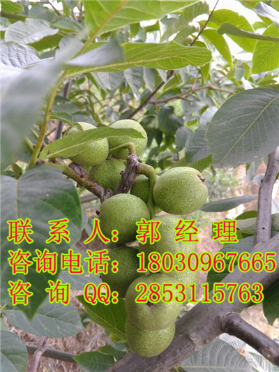 川早2号口感好